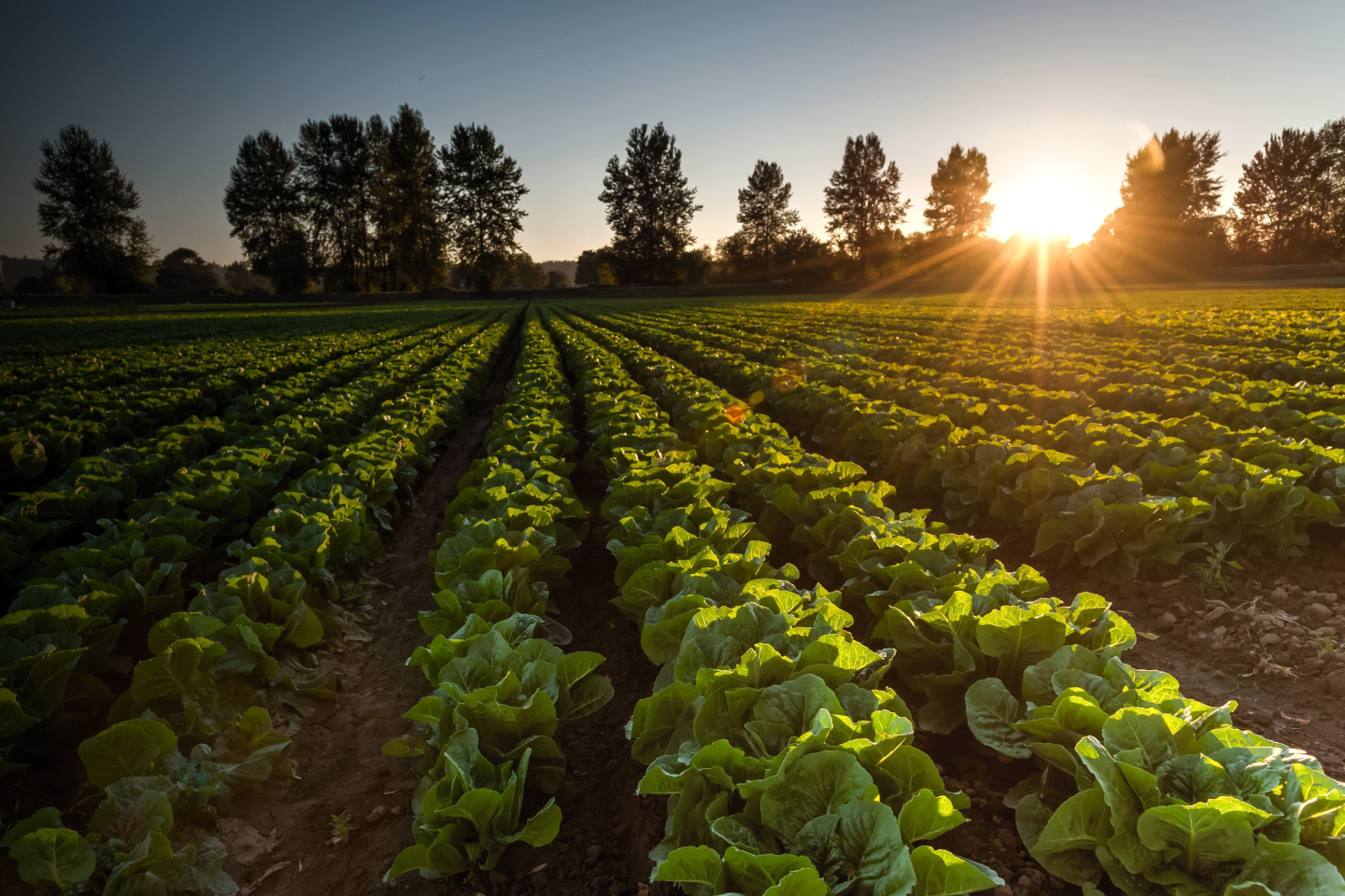 Our Organic Sourced Crops
